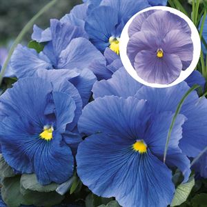 Bild von Viola P9 Grootbloemig Light bleu